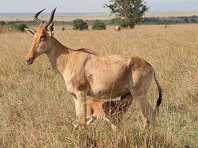 Kongoni