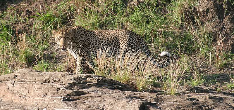 Leopard