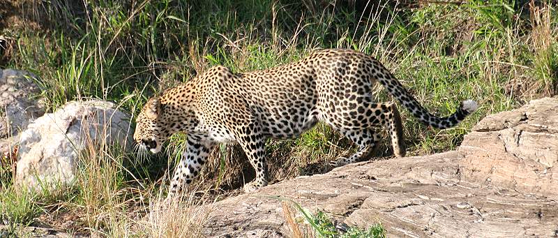 Leopard