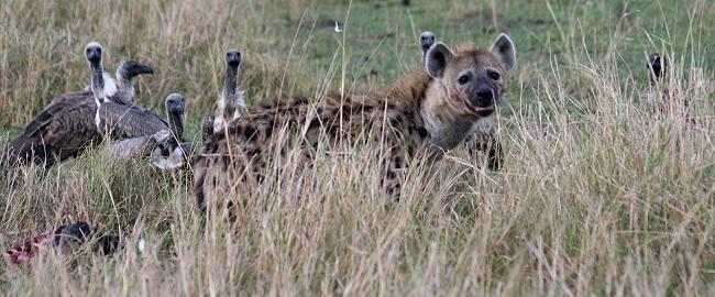 Masai Mara