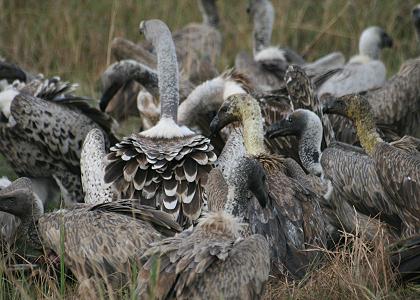 Masai Mara