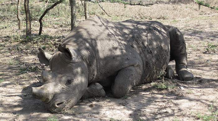 Ol Pejeta Conservancy