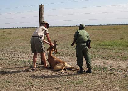 Ol Pejeta Conservancy