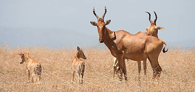Jackson Hartebeest