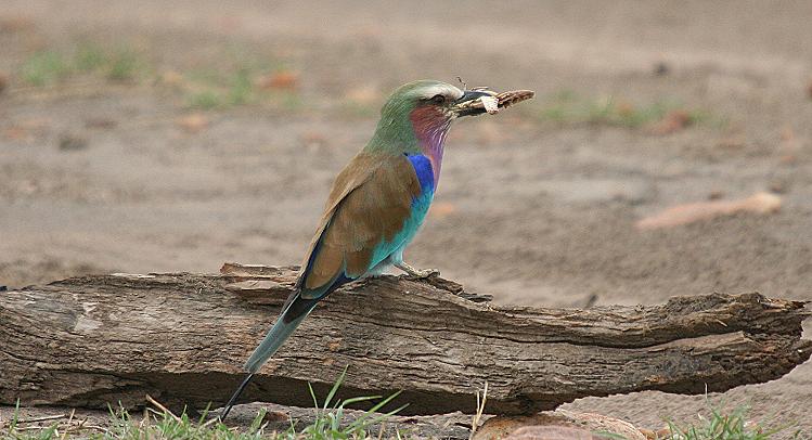 Gabelracke