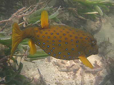 Mombasa Marine National Park