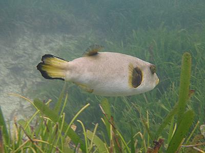 Mombasa Marine National Park