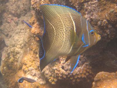 Mombasa Marine National Park