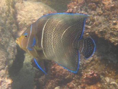 Mombasa Marine National Park