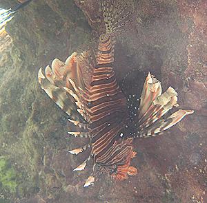 Kenya North Coast