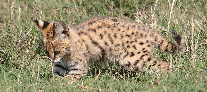 Serval