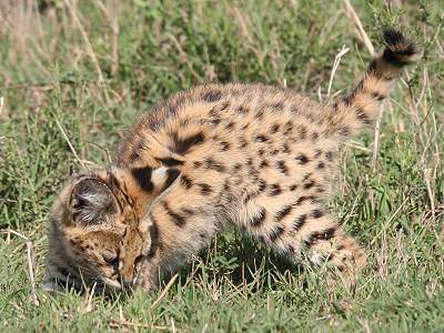 Serval