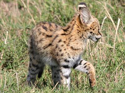 Serval