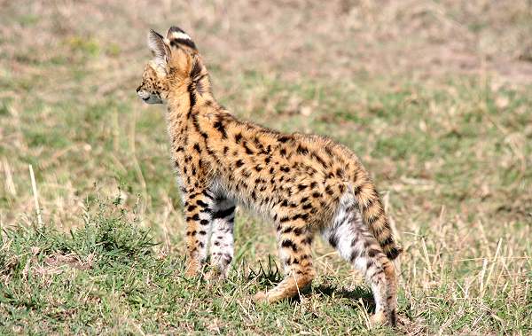 Serval