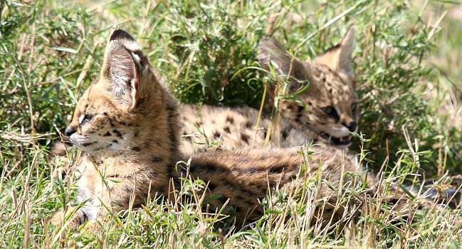 Serval