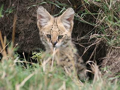 Serval