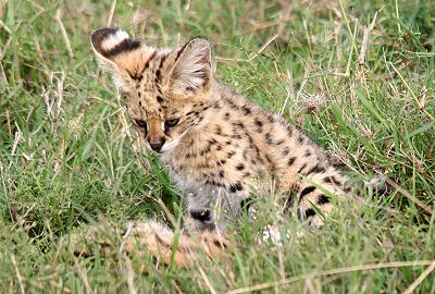 Serval