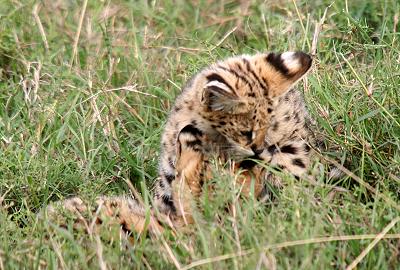 Serval