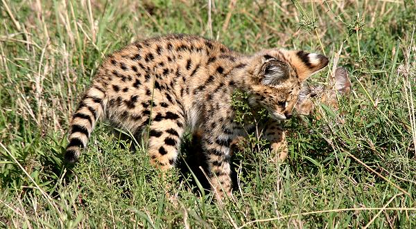 Serval