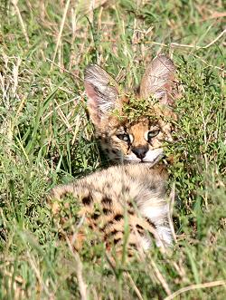 Serval