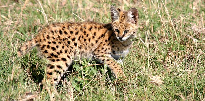 Serval