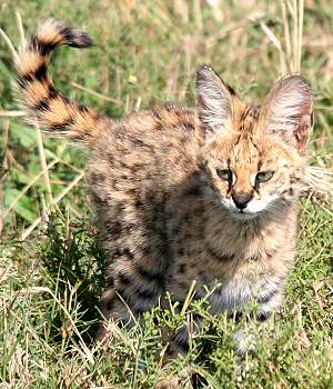 Serval
