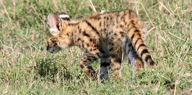 Serval