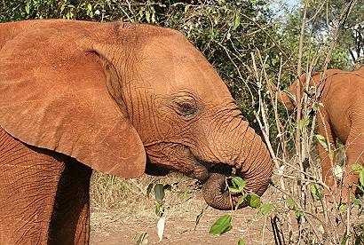 David Sheldrick Wildlife Trust