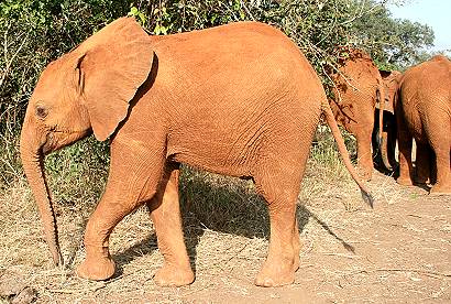 David Sheldrick Wildlife Trust