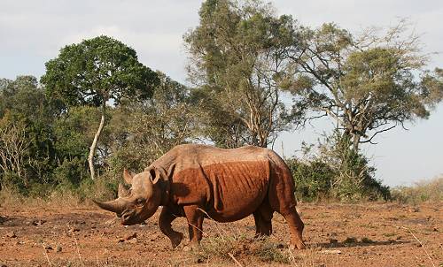 Black Rhino - Shida