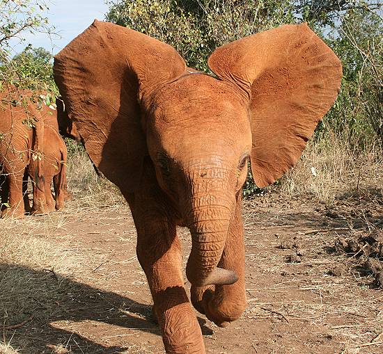 Baby Elefant