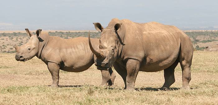 Breitmaulnashorn