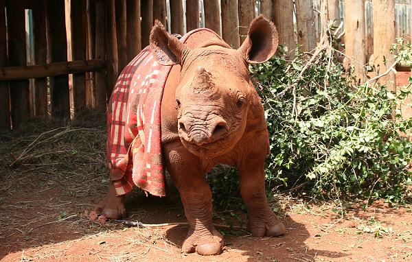 Black Rhino Solio