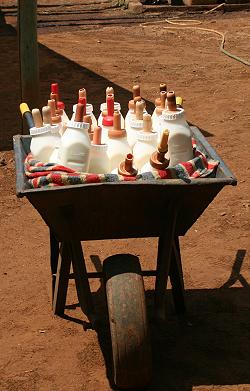 David Sheldrick Wildlife Service
