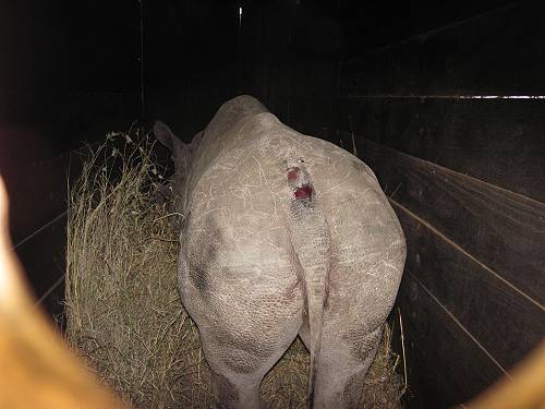 David Sheldrick Wildlife Trust