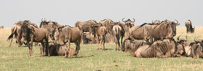 Gnus