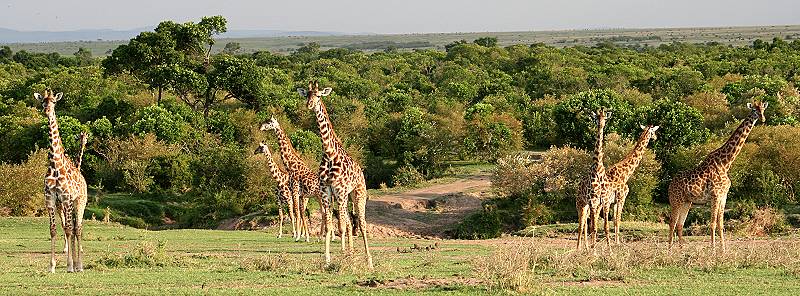 Masai Giraffen