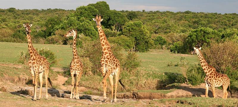 Masai Giraffen