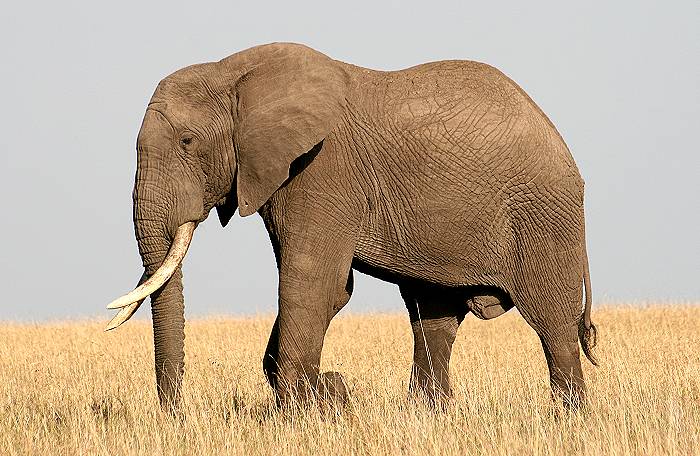 Loxodonta africana