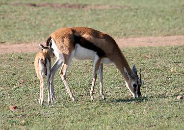 Thomsongazelle