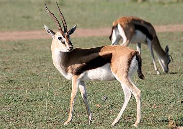 Thomsongazelle