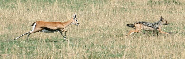 Thomsongazelle