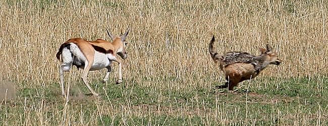 Thomsongazelle