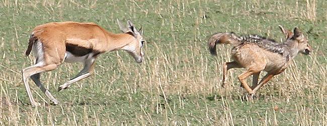 Thomsongazelle