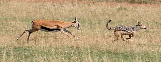 Thomsongazelle