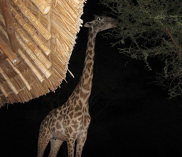 Masai Giraffe