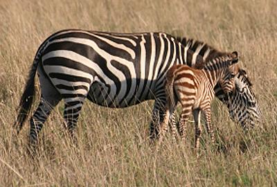 Zebra
