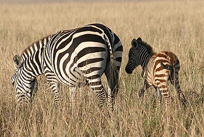 Zebra
