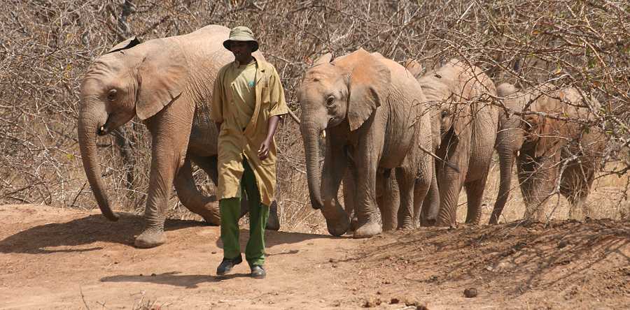 Waisenelefanten im Tsavo - Ithumba