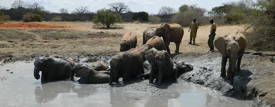 Waisenelefanten im Tsavo - Ithumba